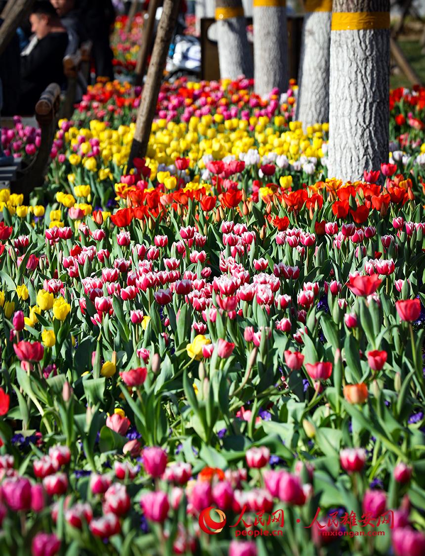 雄安悅?cè)莨珗@郁金香盛放。人民網(wǎng)宋燁文攝