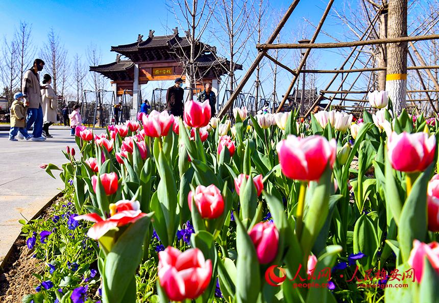 雄安悅?cè)莨珗@郁金香盛放，吸引了眾多游客前來踏青賞花。人民網(wǎng)宋燁文攝