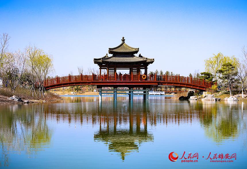 雄安悅?cè)莨珗@一角，微風(fēng)吹動水面，泛起陣陣漣漪。人民網(wǎng)宋燁文攝