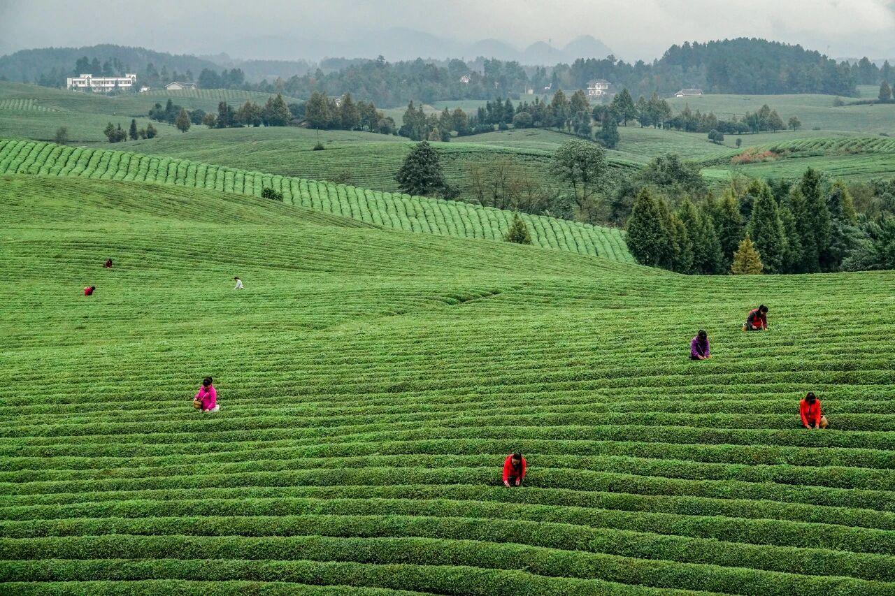 貴州省遵義市湄潭縣永興茶海。攝影 楊良強(qiáng).jpg