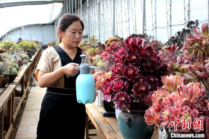 郭雪蘋對(duì)多肉進(jìn)行日常管護(hù)?！≈苡?攝