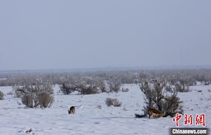 （新春走基層）新疆大漠護(hù)林人：為野生動(dòng)植物撐起綠色希望